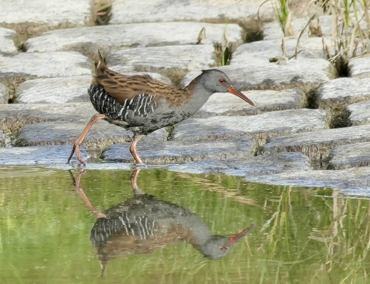 Water Rail - ML624088403