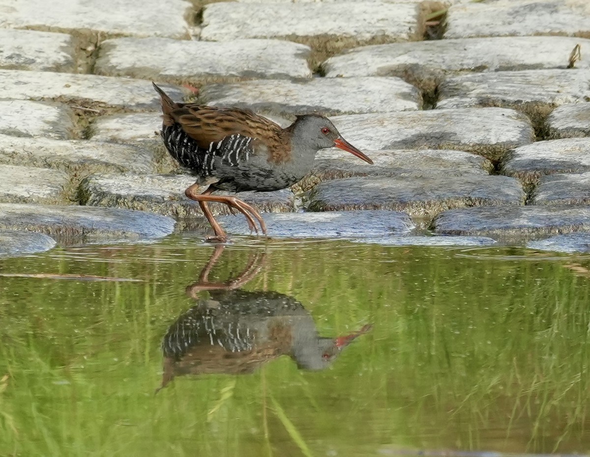 Water Rail - ML624088404