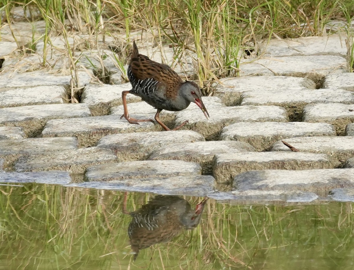 Water Rail - ML624088405