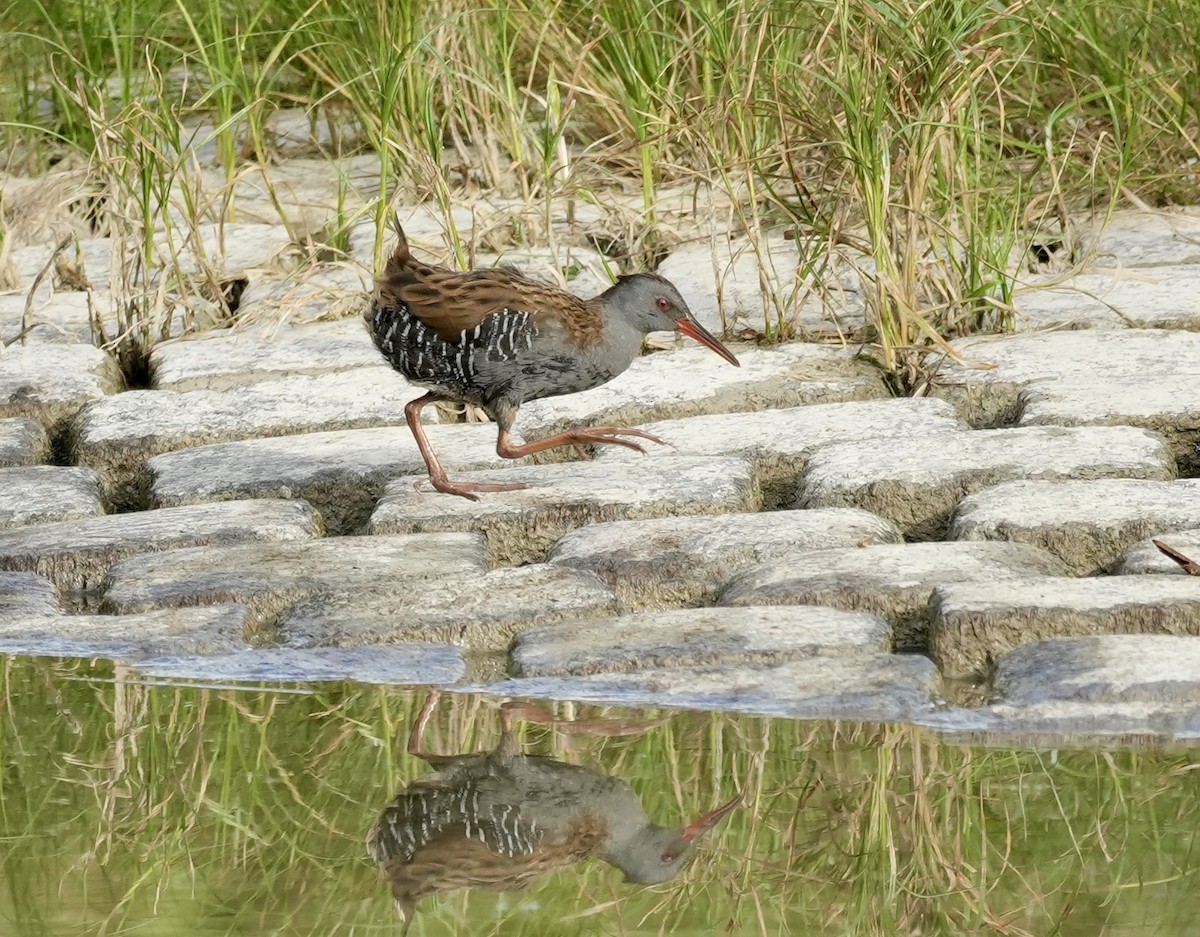 Water Rail - ML624088406