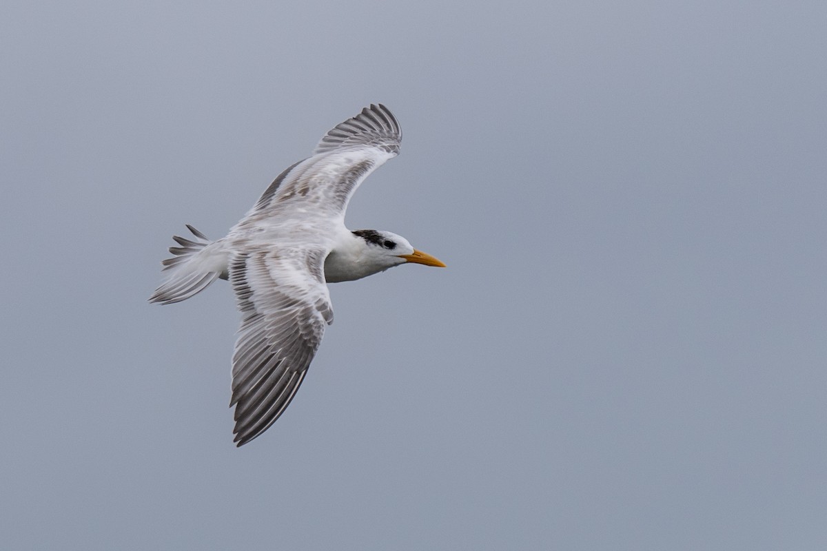 Royal Tern - ML624088414