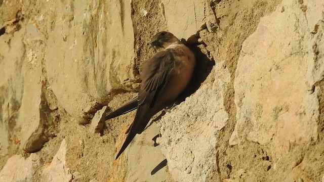 Eurasian Crag-Martin - ML624088418