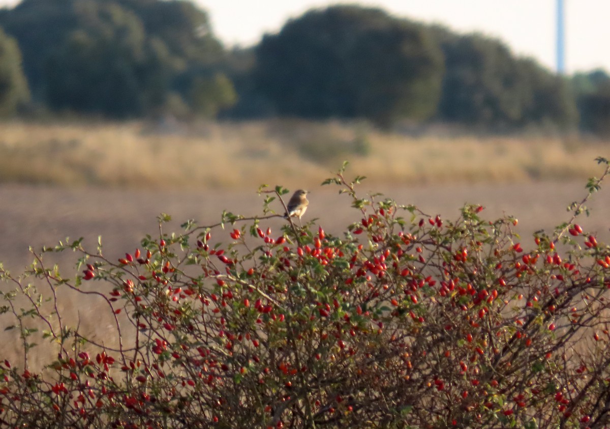 Northern Wheatear - ML624088424