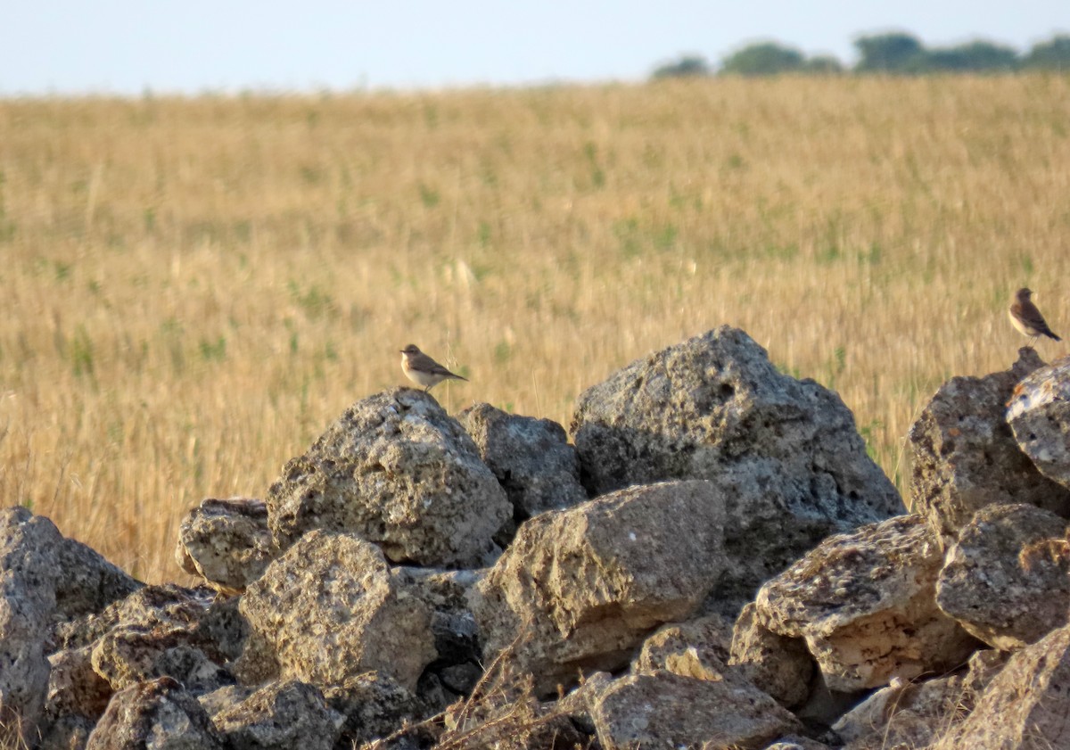 Northern Wheatear - ML624088429