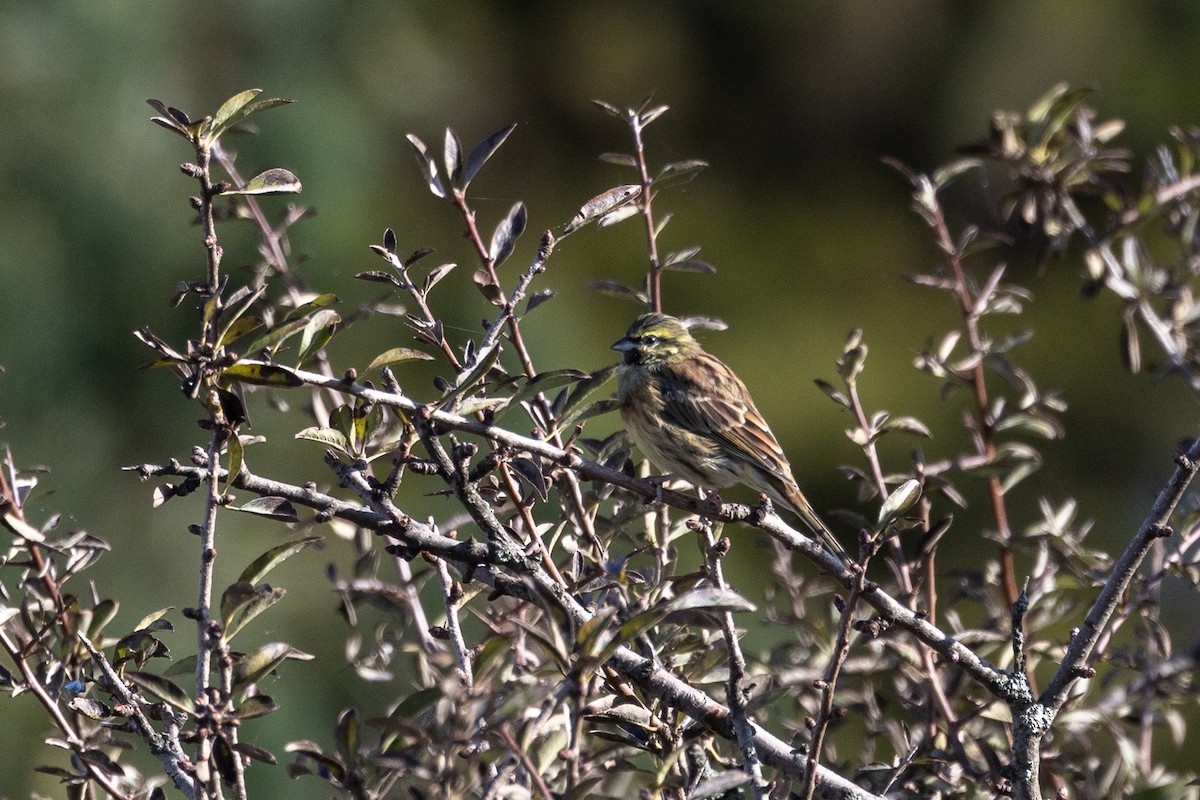 Cirl Bunting - ML624088431