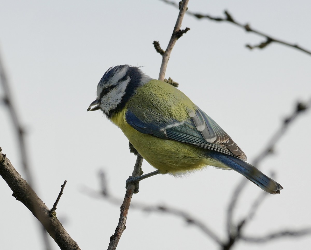 Eurasian Blue Tit - ML624088433