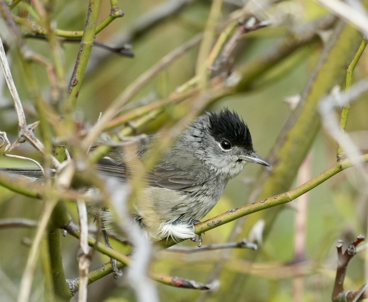 Eurasian Blackcap - ML624088453