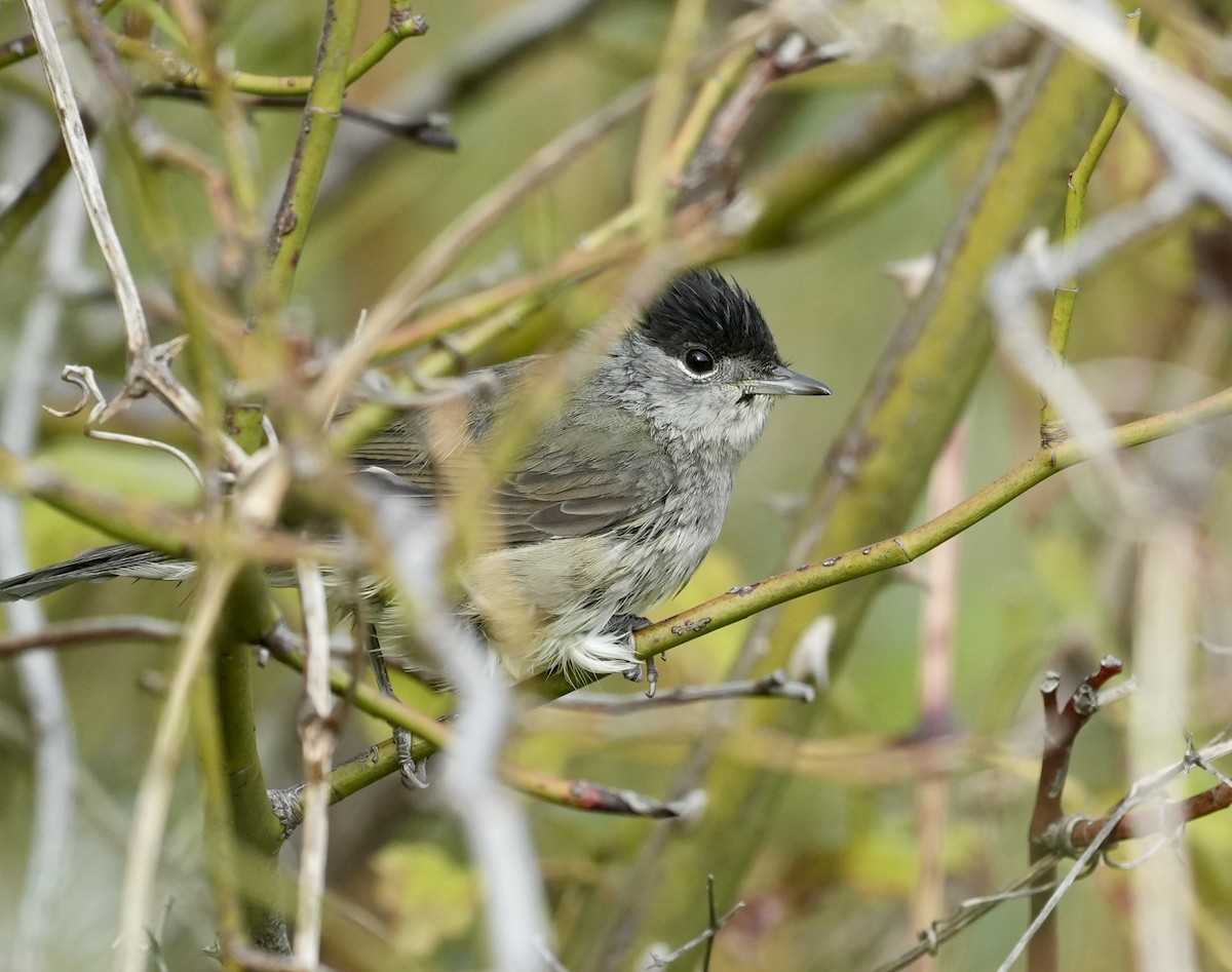 Eurasian Blackcap - ML624088454