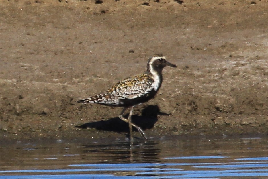 Chorlito Dorado Siberiano - ML624088458