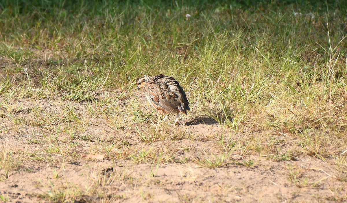 Northern Bobwhite - Kathy Morales Eric Julson