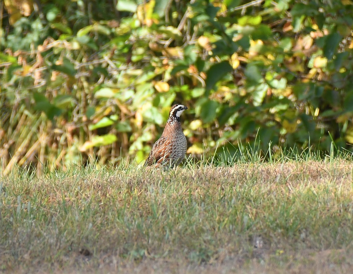 Northern Bobwhite - ML624088475