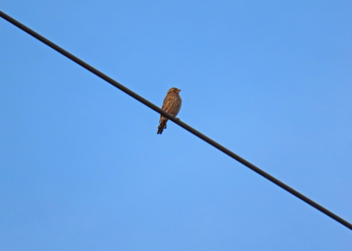 Rock Sparrow - ML624088493