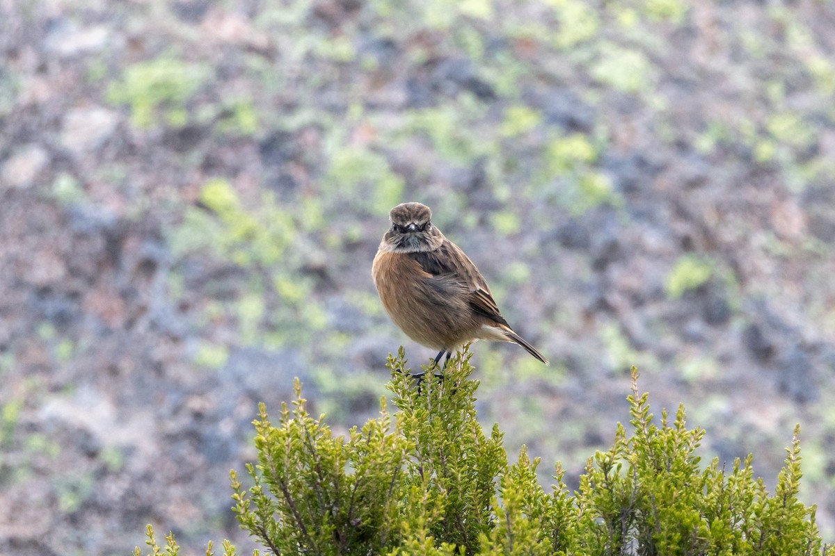 European Stonechat - ML624088496