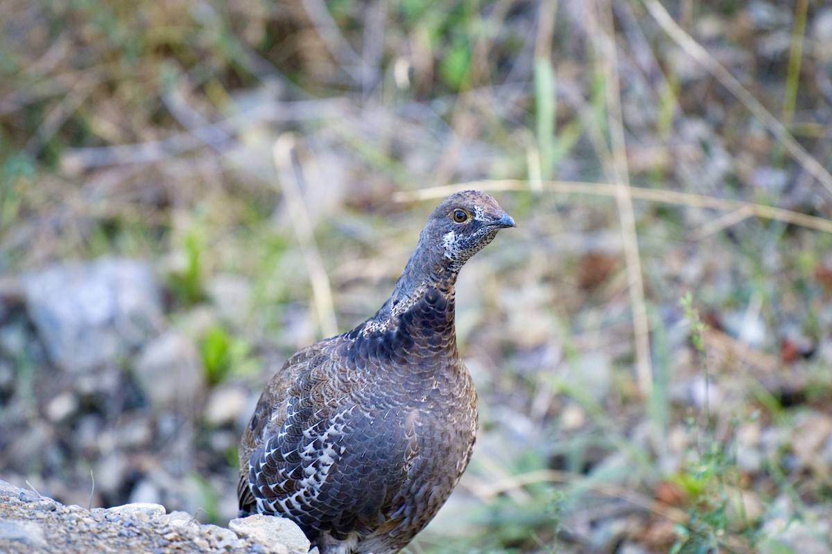 Dusky Grouse - ML624088522