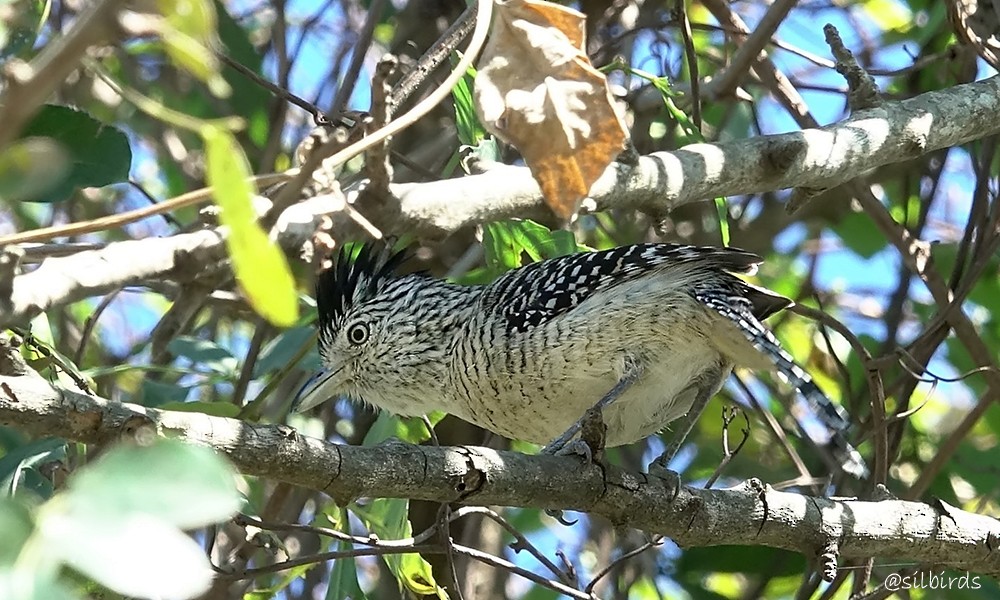 Barred Antshrike - ML624088528