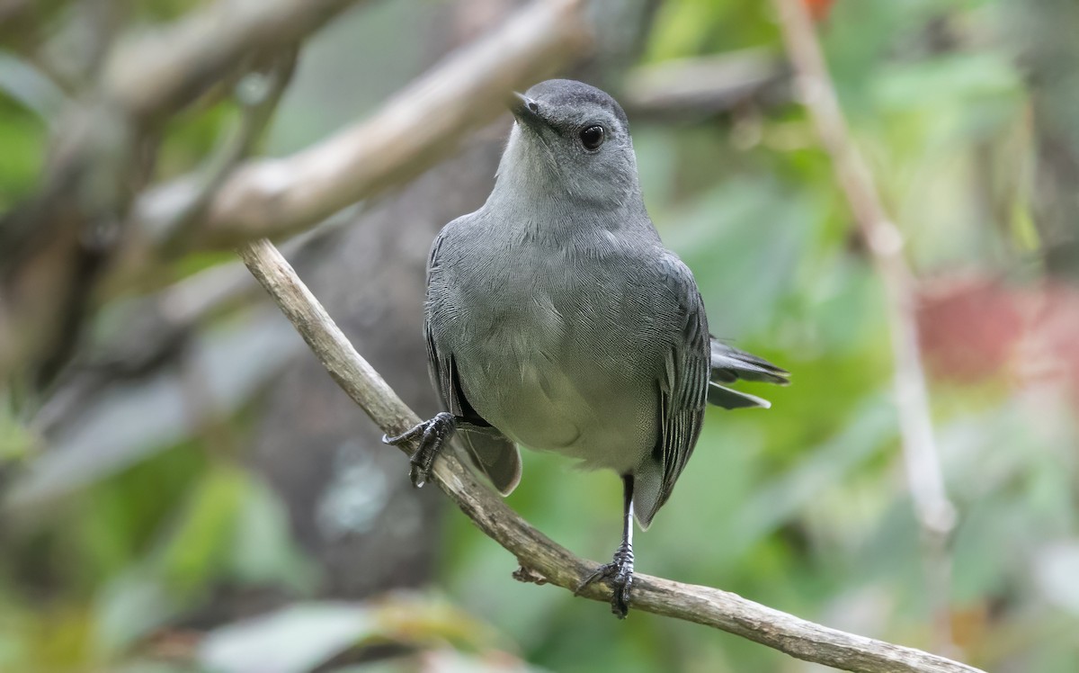 Gray Catbird - ML624088535