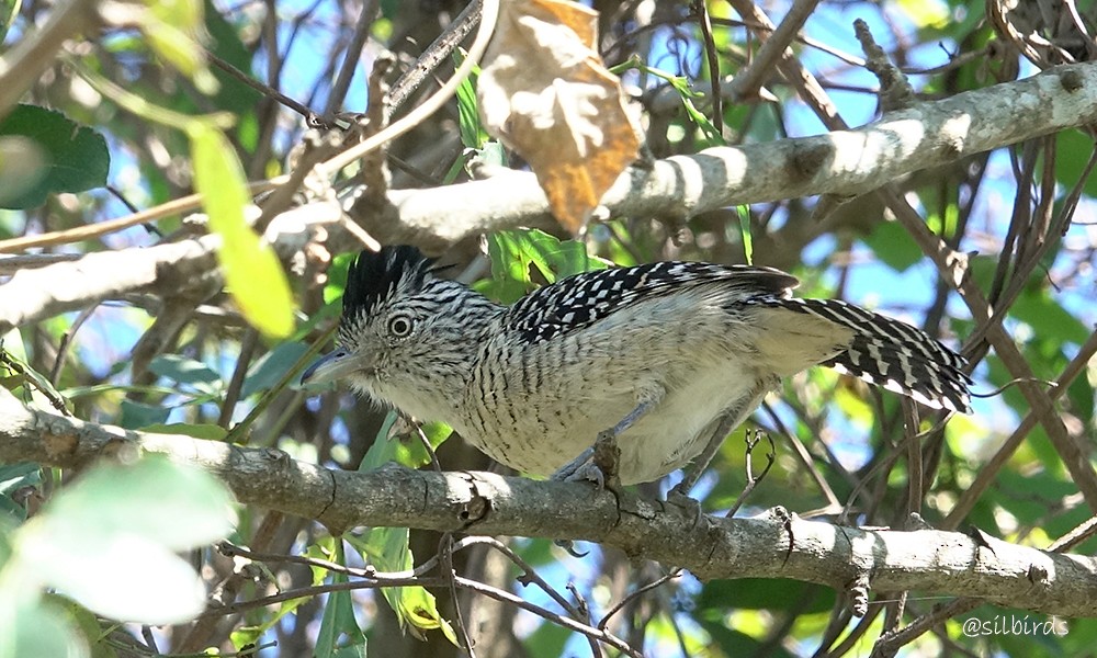 Barred Antshrike - ML624088563