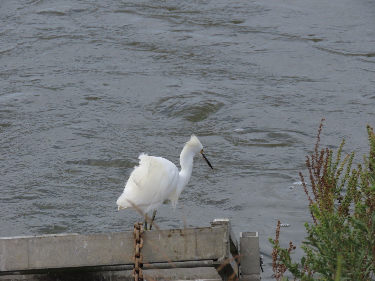 Aigrette neigeuse - ML624088574