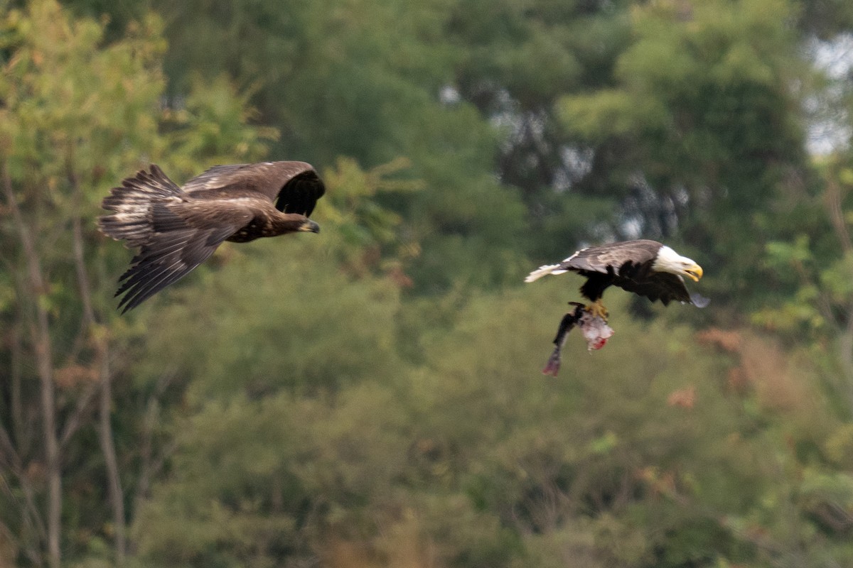 Bald Eagle - ML624088592