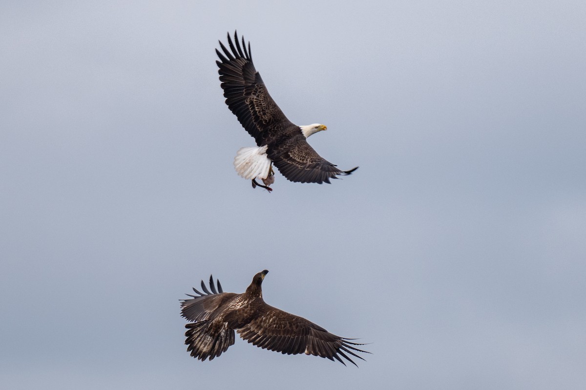 Bald Eagle - ML624088594