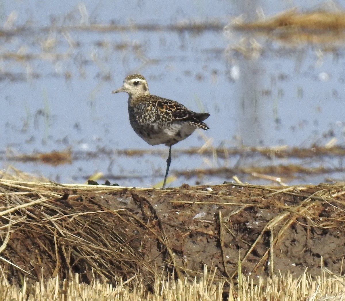 Pacific Golden-Plover - ML624088600