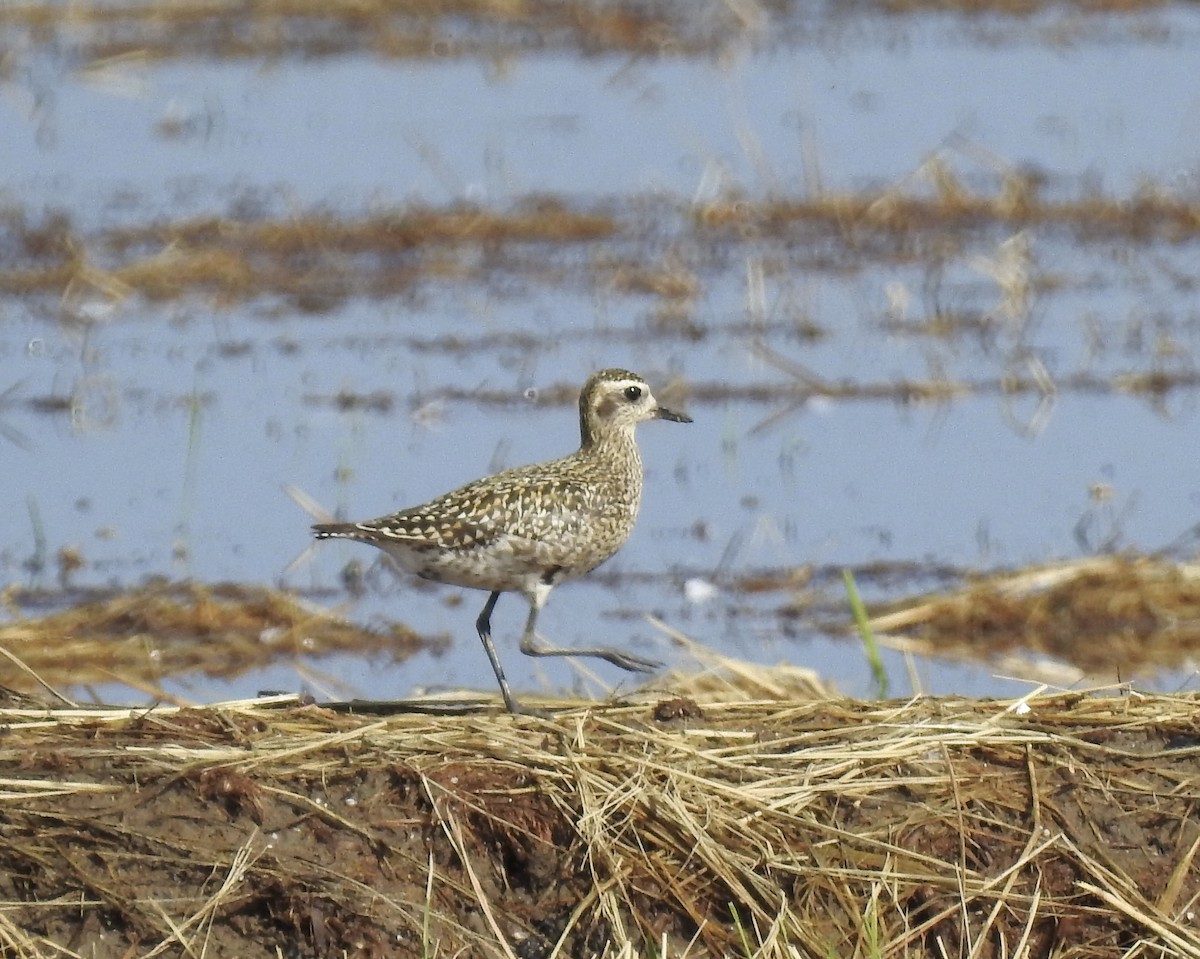 Chorlito Dorado Siberiano - ML624088601