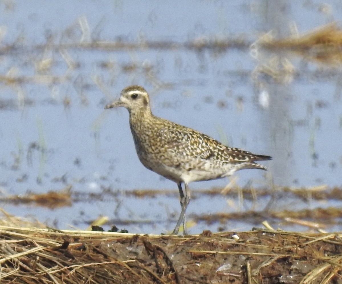 Chorlito Dorado Siberiano - ML624088602