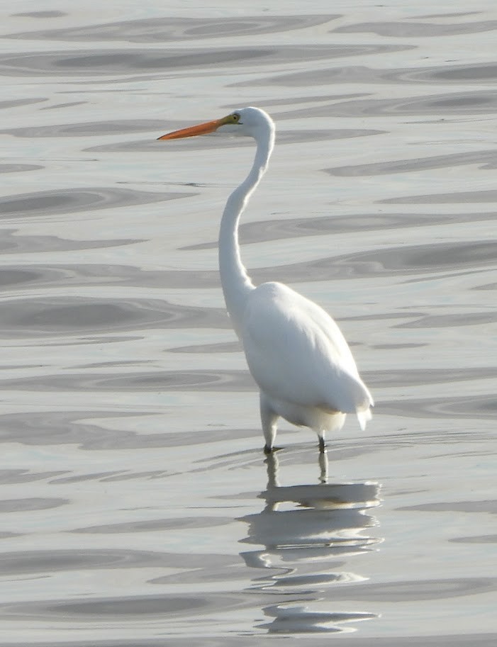 Grande Aigrette - ML624088603