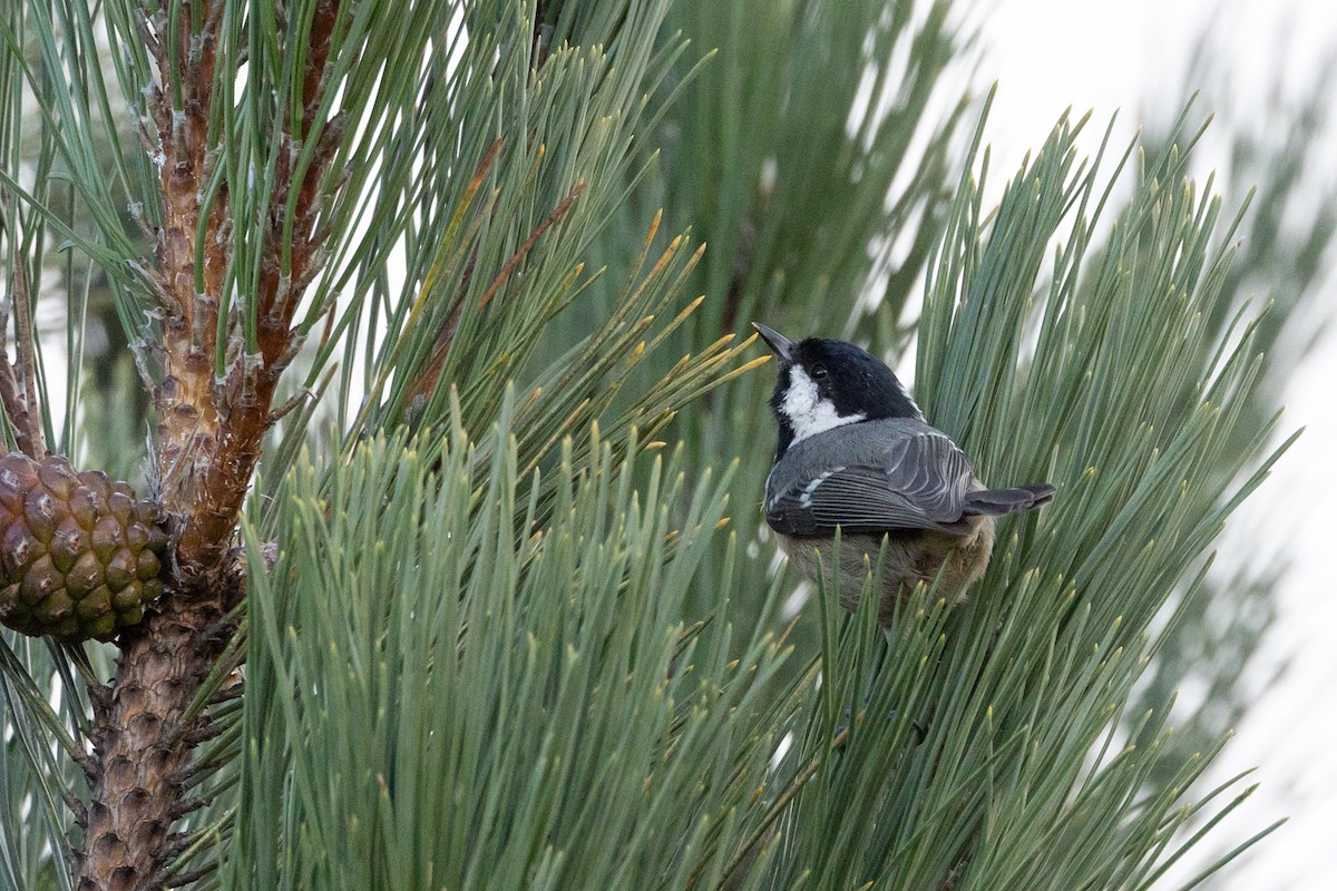 Coal Tit - ML624088621