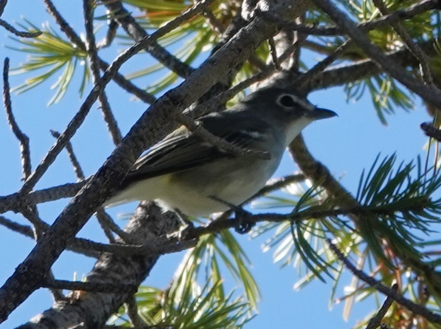 Plumbeous Vireo - ML624088640