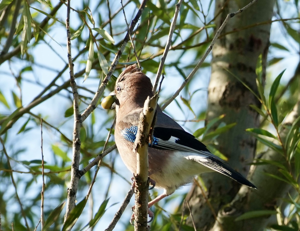 Eurasian Jay - ML624088659