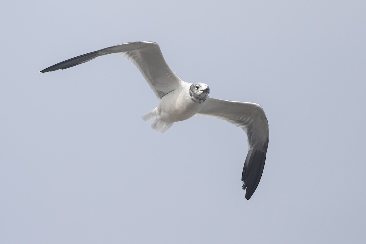 Laughing Gull - Davey Walters