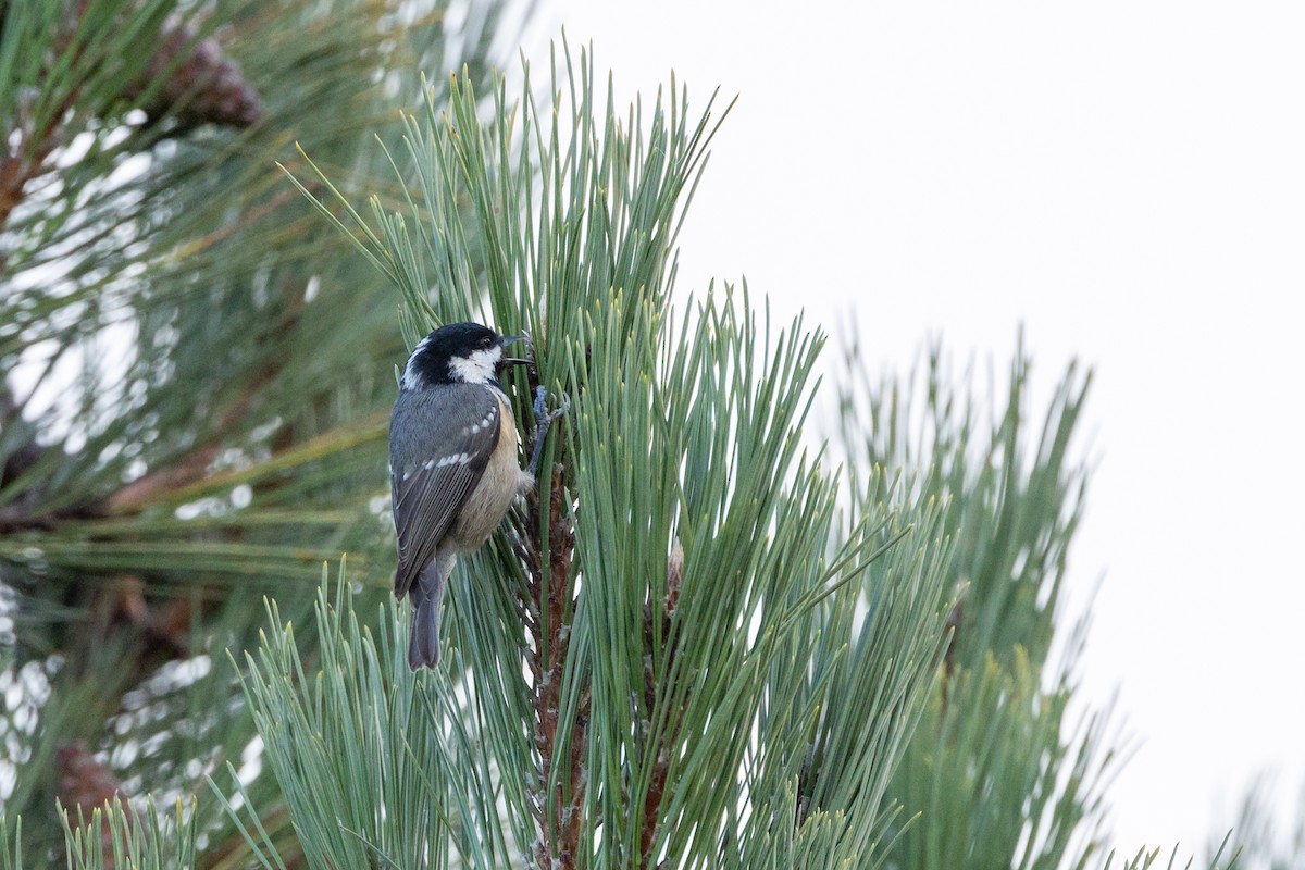 Coal Tit - ML624088676