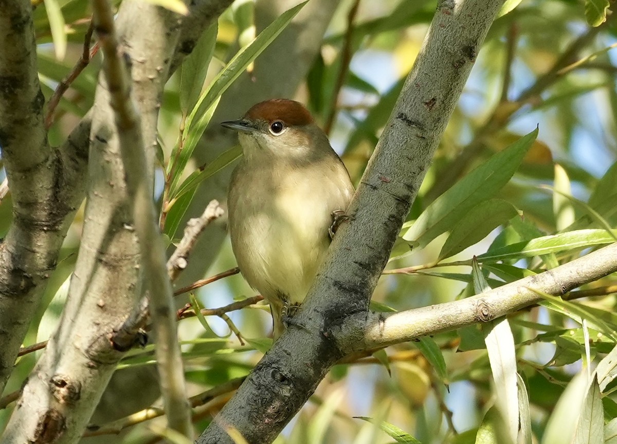 Eurasian Blackcap - ML624088692