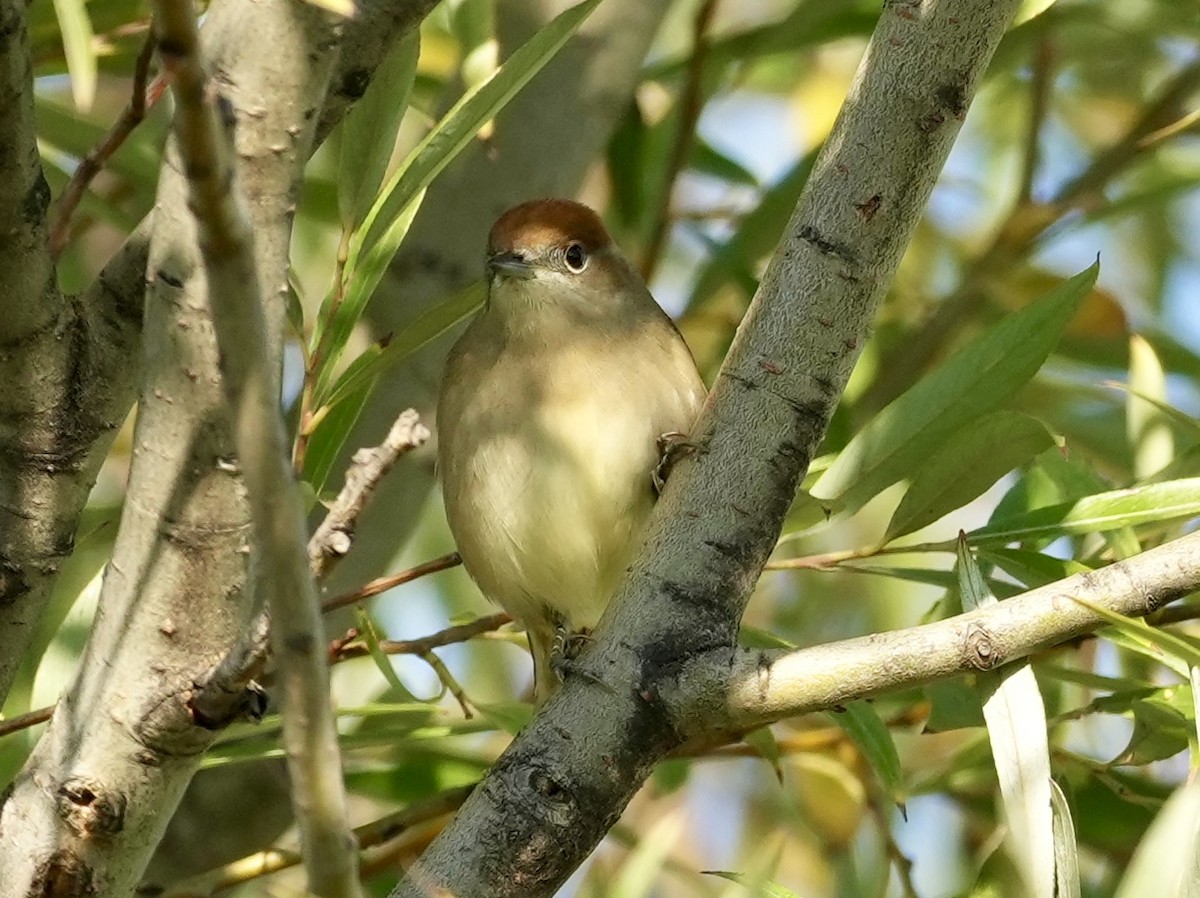 Eurasian Blackcap - ML624088693