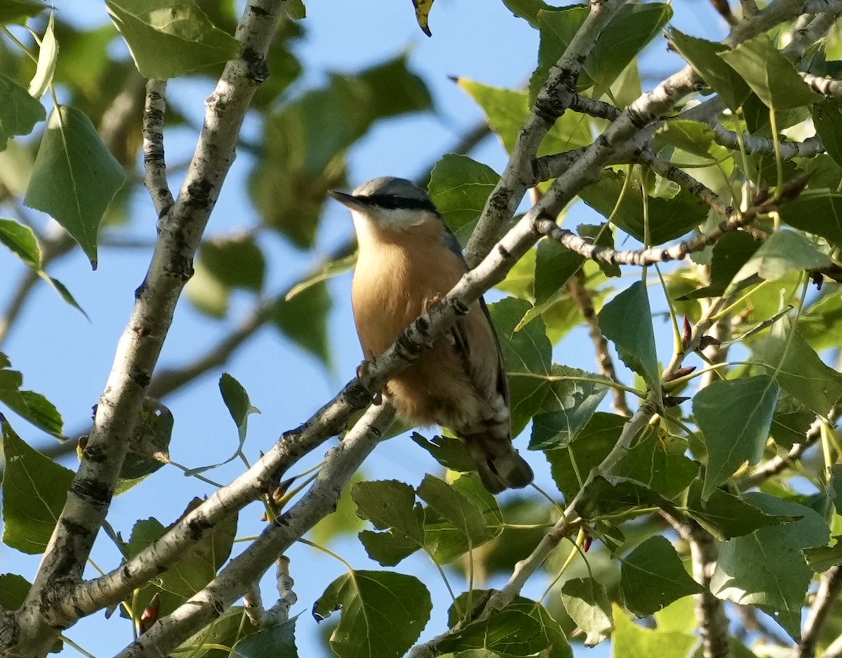 Eurasian Nuthatch - ML624088710