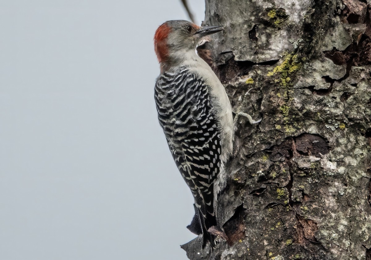 Red-bellied Woodpecker - ML624088715