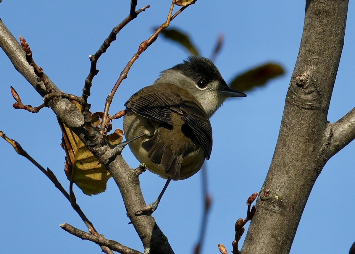 Eurasian Blackcap - ML624088738