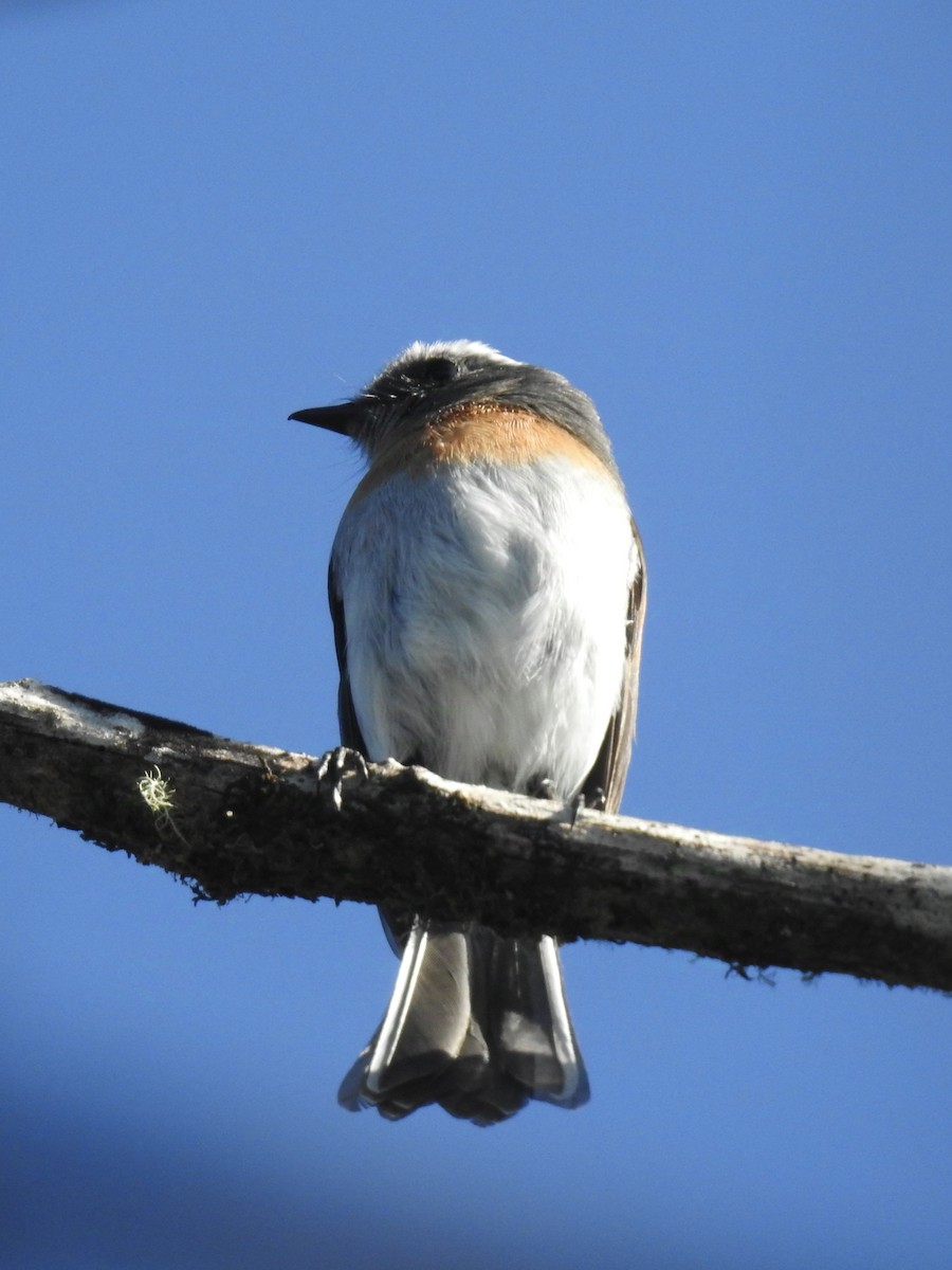 Pitajo à poitrine rousse - ML624088762