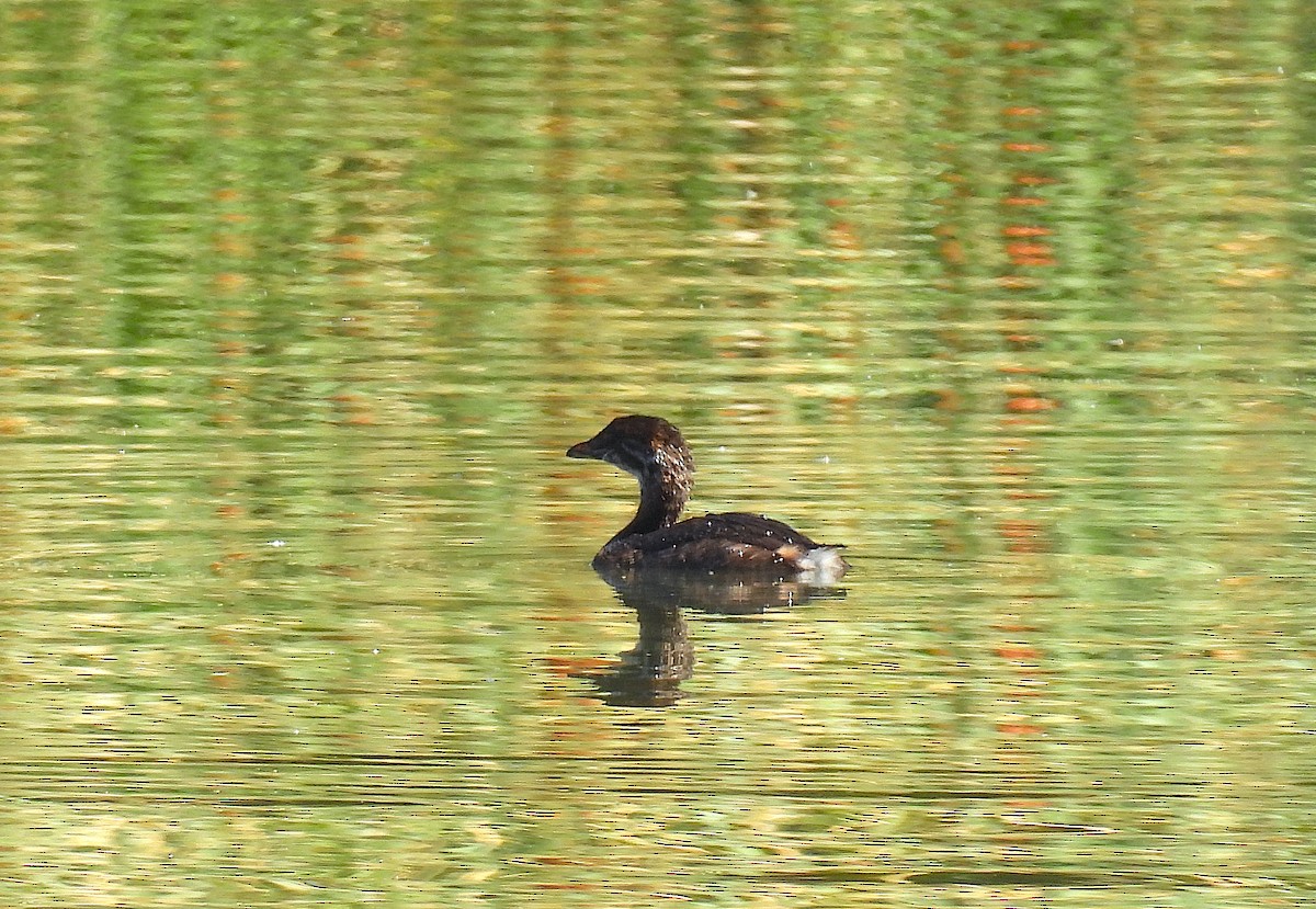 Pied-billed Grebe - ML624088766