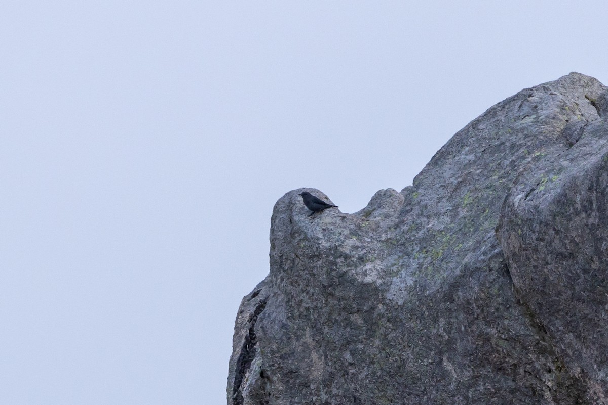 Blue Rock-Thrush - ML624088772