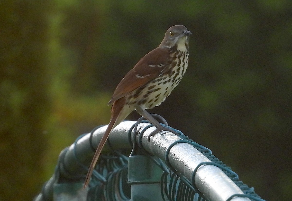 Brown Thrasher - ML624088787