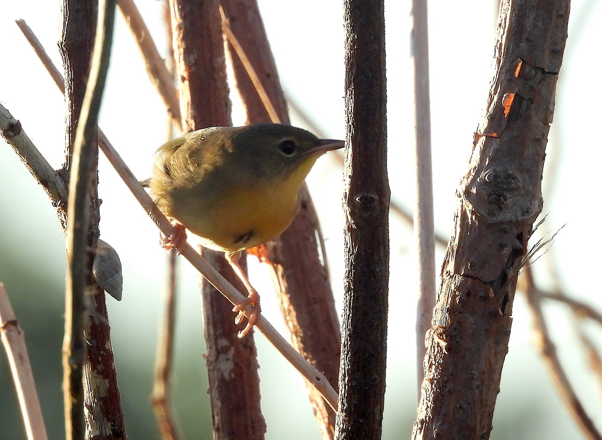 Common Yellowthroat - ML624088790