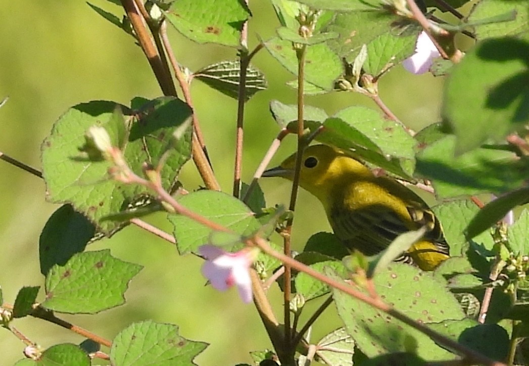 Yellow Warbler - ML624088792