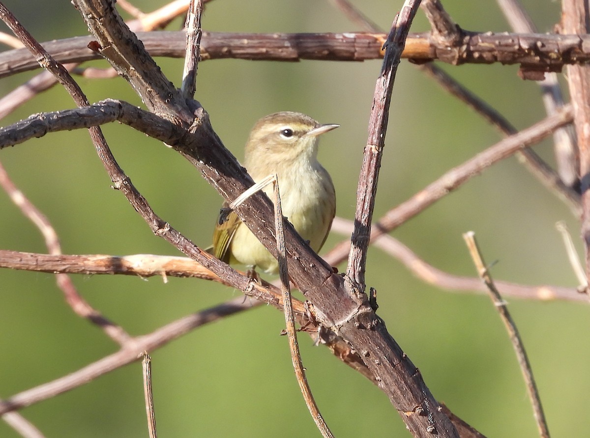 Palm Warbler - ML624088797