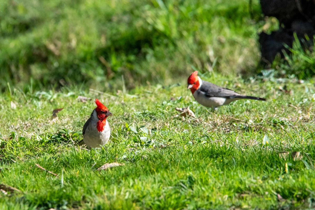 Red-crested Cardinal - ML624088815