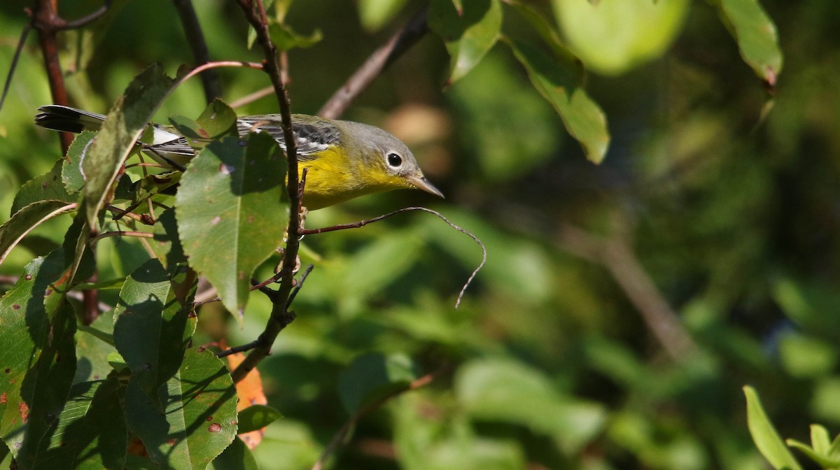 Magnolia Warbler - ML624088823