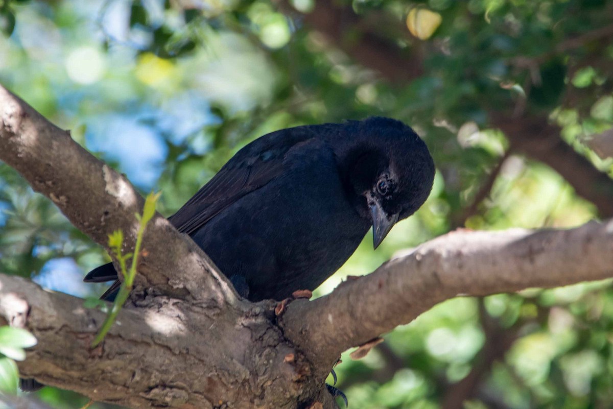 Shiny Cowbird - ML624088825