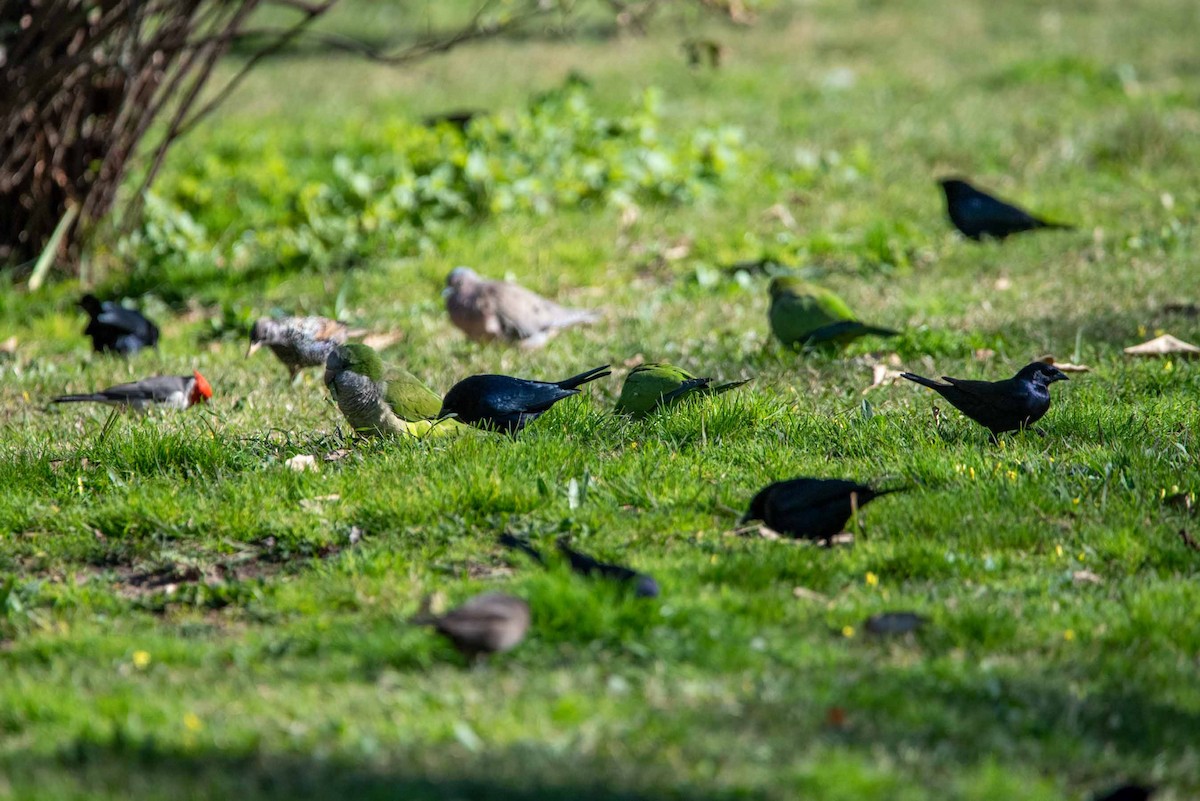 Shiny Cowbird - ML624088831