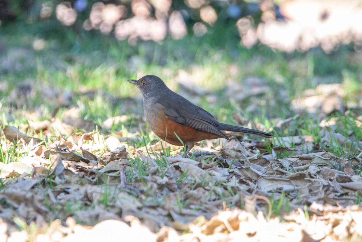 Rufous-bellied Thrush - ML624088836